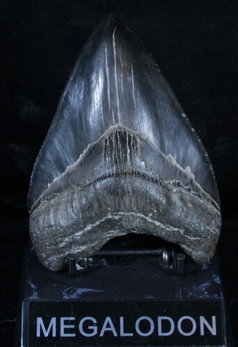 Inch Serrated Megalodon Tooth - A Beauty #3484